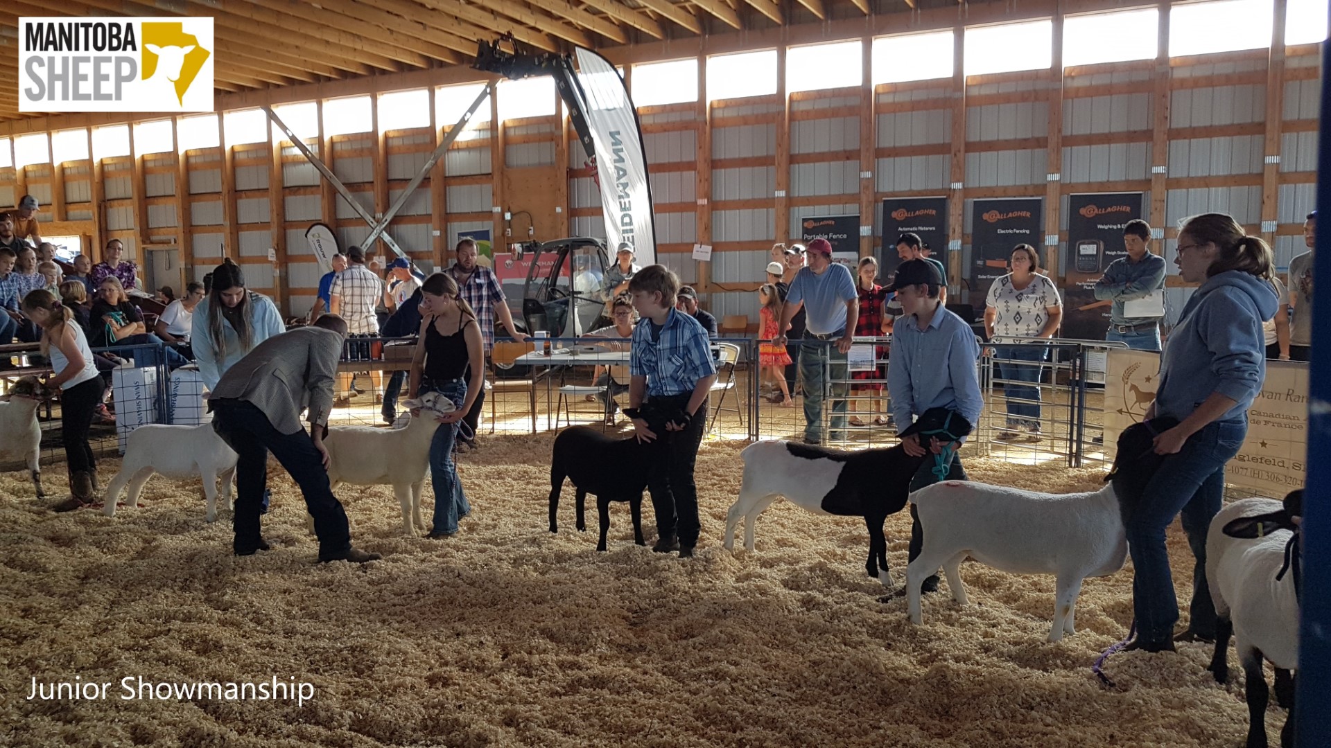 Manitoba sheep producers flock to Minnedosa for annual Show & Sale